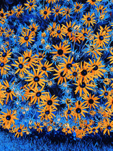 Black Eyed Susans - Blue and Orange - Pillows