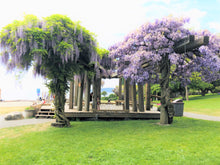 Dundarave Beach Sculpture with Wisteria - Transparent Window Art